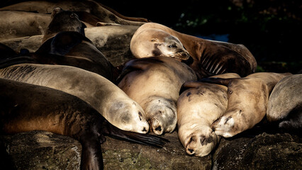 sea lions resting