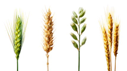 Four different stages of wheat stalks isolated on transparent background