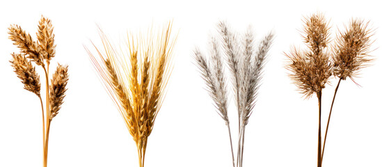 Four stalks of dried wheat and grass isolated on transparent background
