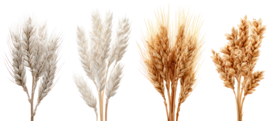Four dried wheat stalks with different colors isolated on transparent background