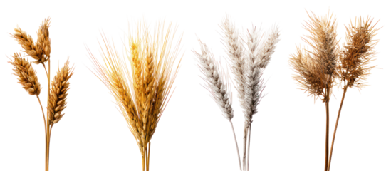 Four dried wheat stalks in different colors isolated on transparent background