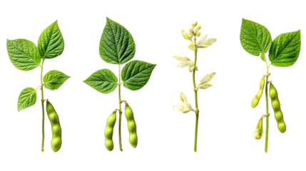 Four soybean plants showing leaves pods and flowers isolated on transparent background