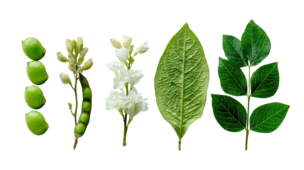 Collection of green pea pods flowers and leaves isolated on transparent background