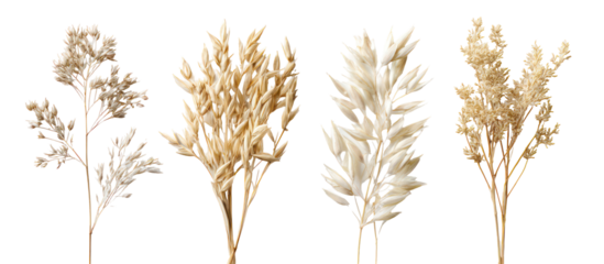 Four varieties of oat plants heads stalks grains arranged individually on transparent background