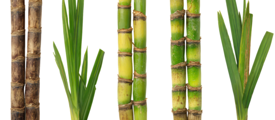 Close up of fresh green and brown sugarcane stalks with leaves isolated on transparent background