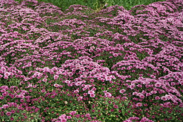 pink chrysanthemums