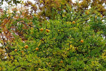 Bright yellow fruits hang on a lush green tree surrounded by autumn foliage in a serene garden setting