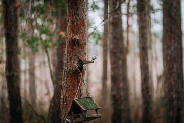  Willow Tit Poecile montanus at a bird feeder in the autumn forest © Julia Suhareva