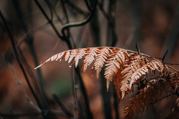 yellow autumn fern leaves in the forest