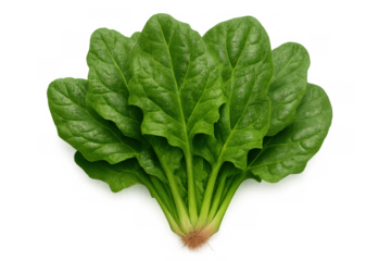 Fresh green spinach leaves forming a healthy, organic vegetable bunch for diet and nutrition with transparent background