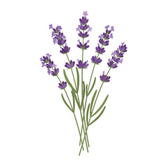 Naklejka premium Illustration of a bunch of lavender flowers against a white background