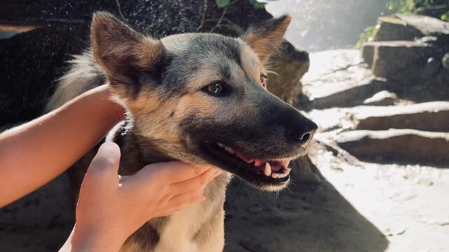 A moment of simple joy and connection. A gentle hand offers comfort to a sweet, loyal dog encountered outdoors, bathed in the warmth of natural sunlight