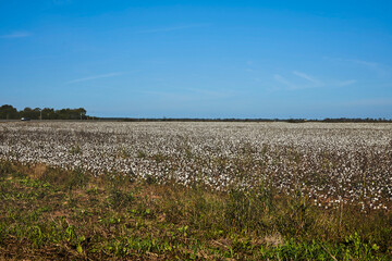 White Cotton Field Stretching Toward the Distant Treeline
