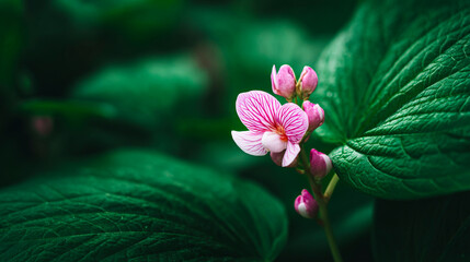 Delicate pink flower with vivid veins blooming among rich green leaves, capturing the contrast of soft petals