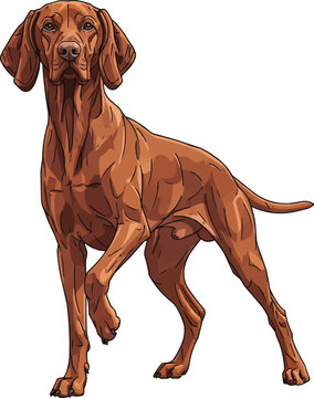 Hungarian Vizsla dog standing alert with raised paw front view