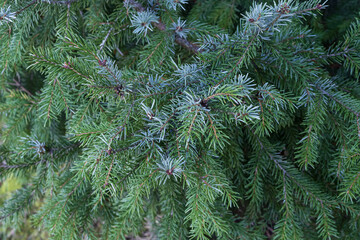 Fir tree needles closeup in natural evergreen forest. Green conifer foliage texture in winter season with sunlight creating calm outdoor atmosphere.