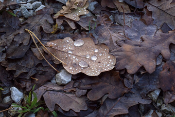 Raindrops on brown oak leaves fallen on forest ground, macro close up of wet autumn foliage with dew drops after rain, natural seasonal background texture