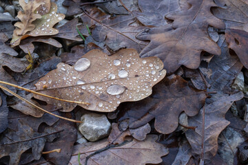 Raindrops on brown oak leaves fallen on forest ground, macro close up of wet autumn foliage with dew drops after rain, natural seasonal background texture