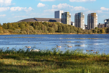 A lake and swimming swans against the backdrop of city high-rise buildings