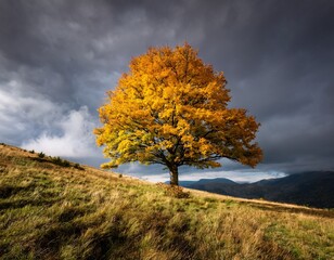 a solitary yellow tree with vibrant foliage stands on a grassy hill under a moody sky