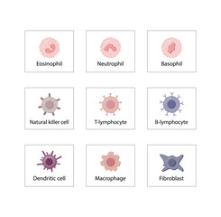 Cells of the innate and adaptive immune system, Hematopoiesis cell type scheme, stem cell, B and T lymphocytes, Basophil, neutrophil, eosinophil, monocyte, dendritic cell, macrophage and plasma cells.