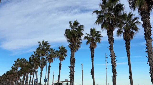 Tall palm trees sway in the coastal wind beneath a vibrant blue sky, creating a relaxed seaside atmosphere perfect for travel or vacation themes.