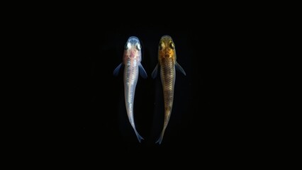 Two contrasting fish viewed from above on a black background.