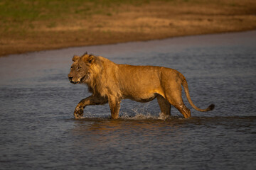 Male lion walks through water lifting foot