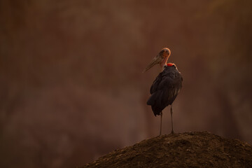 Marabou stork on termite mound turns head