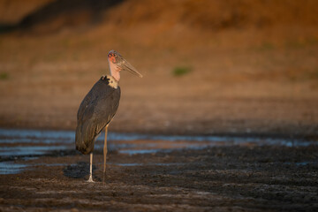 Marabou stork stands on mudflat at dawn