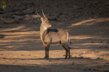 Male waterbuck stands turning head in clearing