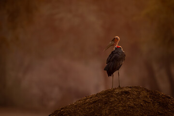 Marabou stork turns head on termite mound