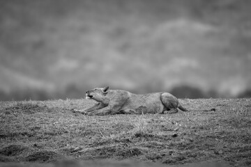Mono lioness lies stretching on grassy bank