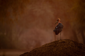 Marabou stork watches camera from termite mound