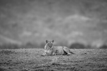 Mono lioness lies watching camera from grass