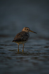Ruff stands in shallow pond watching camera