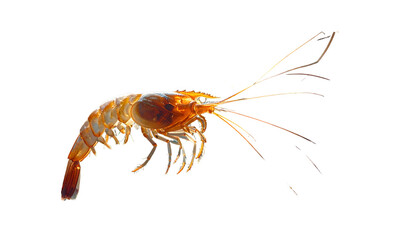 A close-up of a prawn, isolated on a black background, showcasing intricate details