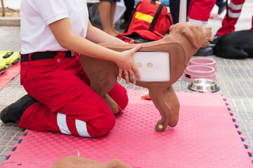 Professional pet rescue training session showing hands-on canine CPR practice with dog mannequin