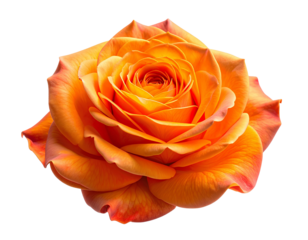 Single Orange Rose Bloom, Side View with Curled Petals, Transparent PNG