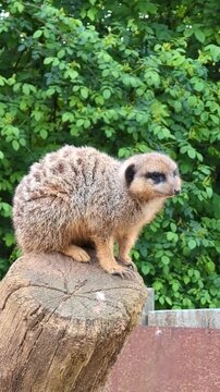 Une jeune mangouste, perch&eacute;e sur un tronc d'arbre, observe les environs. Debout, elle tourne la t&ecirc;te dans toutes les directions, scrutant attentivement ce qui l'entoure.