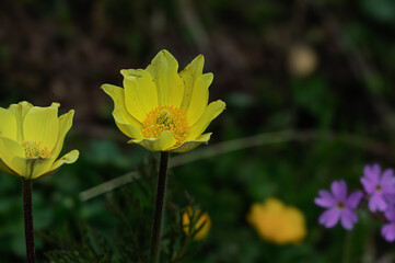 springtime alpine flowers close-up inside Val di Fassa, Dolomites, Italy