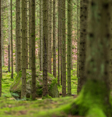Serene conifer forest with mossy boulder and dense tree trunks in soft light.