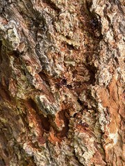Close-up of rough, deeply jagged tree bark in brown and ochre tones. Rich, detailed natural texture with vertical cracks.