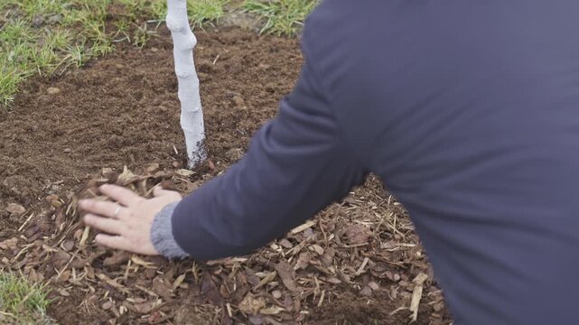 Gardener spreading mulch around young tree trunk