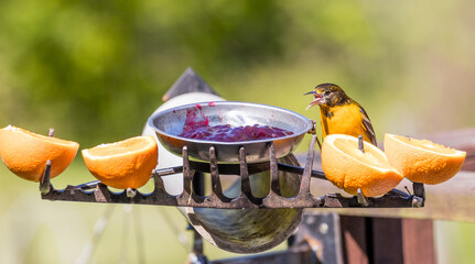 oriole sticking tongue out 