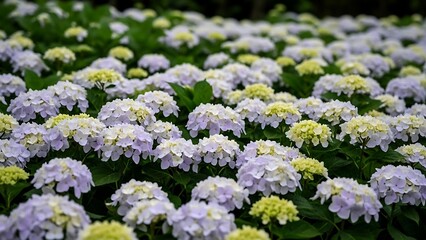 Obraz premium Field of light purple and pale yellow hydrangeas with green leaves flower floral