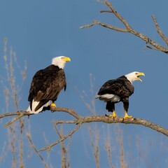 Bald Eagle Haliaeetus leucocephalus pair on a branch interacting with each other