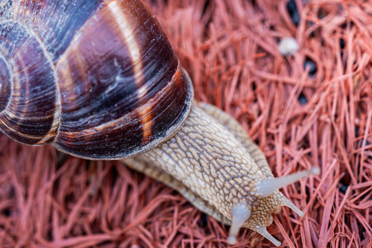 slow motion beauty: Close up of a brown garden smail on textured red mat, macro nature photography.