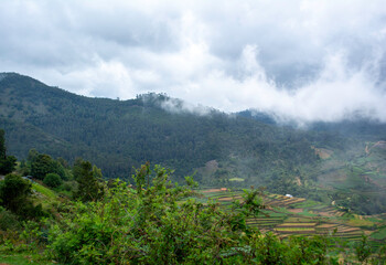 Mist Morning in Munnar