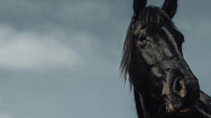 Obraz premium Horse stands in open field under sky